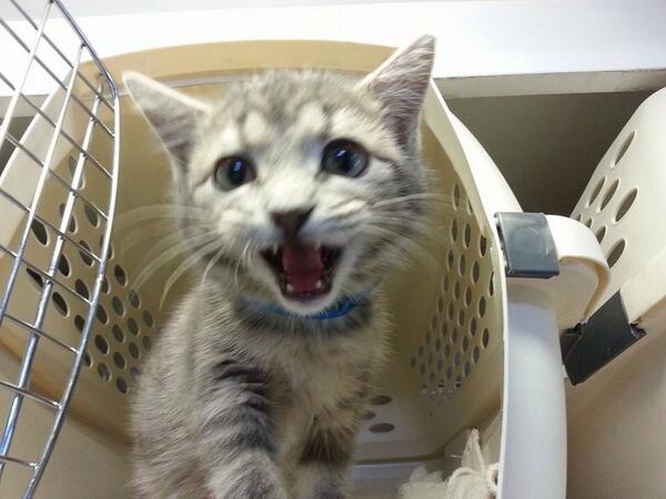 ItsMeDeaner's tweet photo. #kindestcut squee getting spayed today http://t.co/jfZORi4YpY