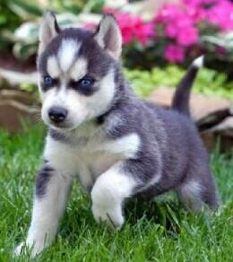 My Future Pup ;)