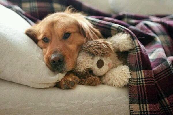 IlindelatorreMD's tweet photo. “@dalidragibus1: Grasse matinée ~~~~ http://t.co/52Ogh2KEX4”