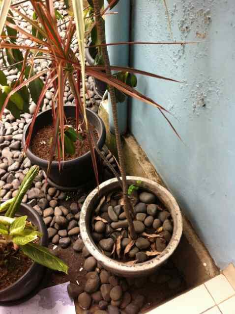 RitawatiT's tweet photo. @JocelynViviene http://t.co/yj7UJ4RQzP