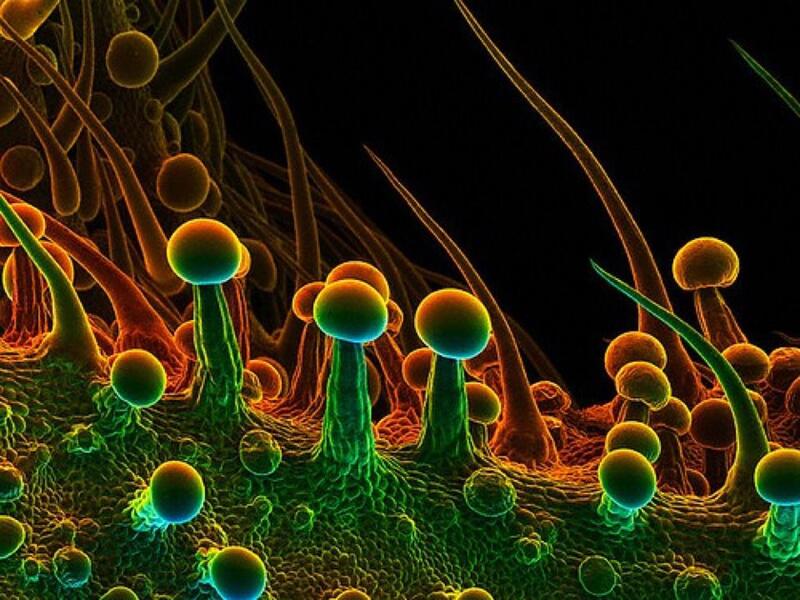 картинки марихуаны под микроскопом