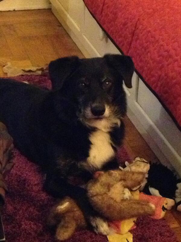 Brooklyn loves his toys! 
Amy Kienzle, Woodside, NY 
#BigdogSunday @AmyFreeze7