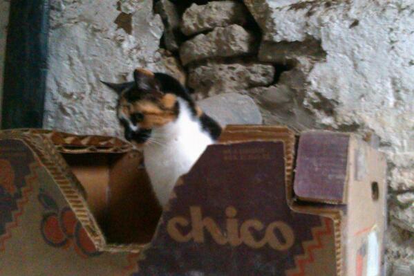 tinytimthepony's tweet image. No, her name is Tilly #wrongbox #stablecats