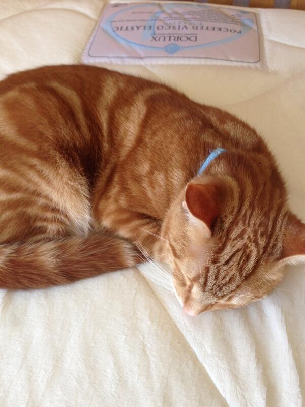 Wesgriffiths's tweet photo. @DorluxBeds someone knows the best bed in the house.. http://t.co/aeI4xXcmuN