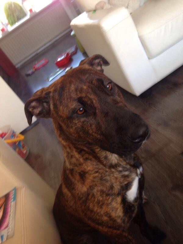 emanuelson1's tweet image. Fee❤️