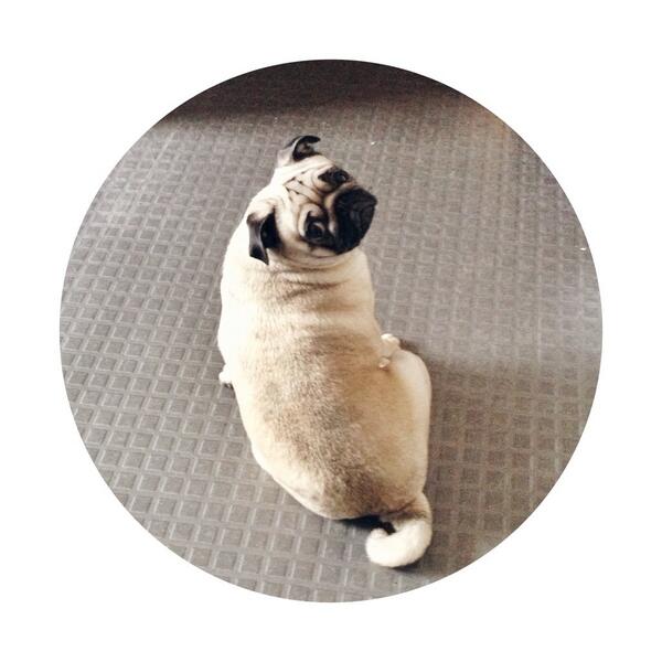 Roo the Pug tweet media