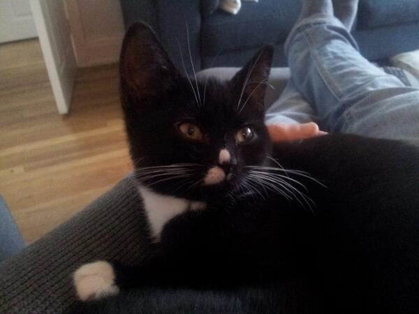 AntCarter's tweet photo. Finally won Catniss over! http://t.co/rrOHQeLdix