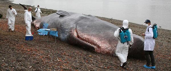 wirlogsite's tweet photo. Beached Whale Appeared On The Shore Of London’s River Thames http://t.co/MQwIGDfDyb http://t.co/oHqdlJsjik