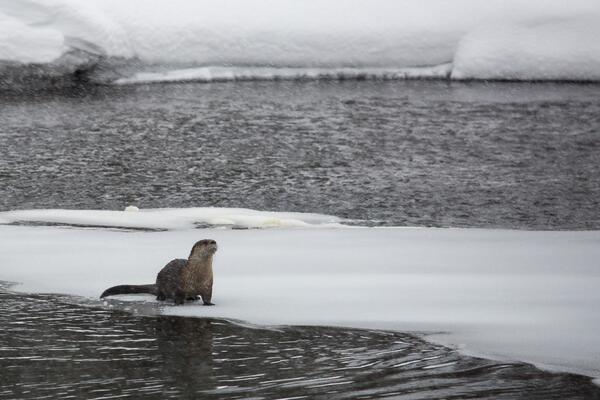 Yellowstone National Park tweet media