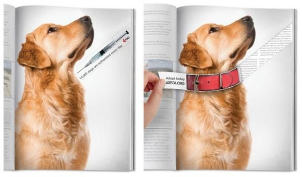 VTHALT's tweet image. 10,000 dogs are euthanized every day. Adopt today ASPCA.org