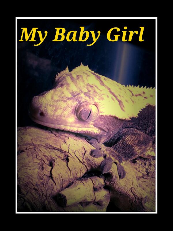 Squeeker1994's tweet photo. Everyone, meet Smiley. My Crested Gecko. :) http://t.co/KmtUx7QErt