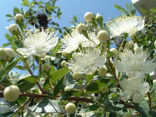 花 2月9日の花 ギンバイカ 花言葉 神聖な愛 アダムとイブが世界中に広めた 愛と美の女神アプロディーテーに捧げる花 西ヨーロッパでは神聖な愛の象徴とされ 結婚式に飾り花やブーケに利用されている この神聖なる純白の花の愛をここに