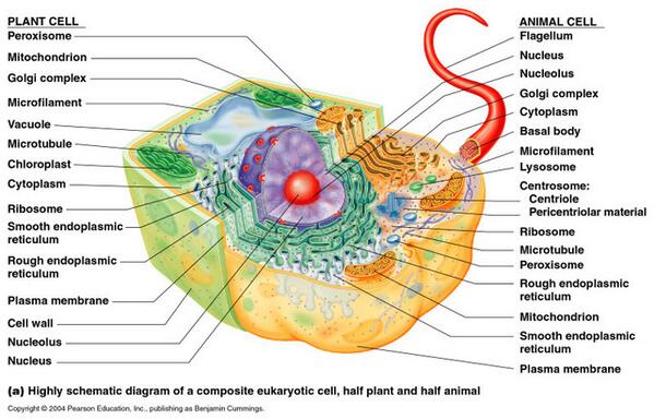 The most important moment in the evolution of life
Found at bit.ly/1g4osYG