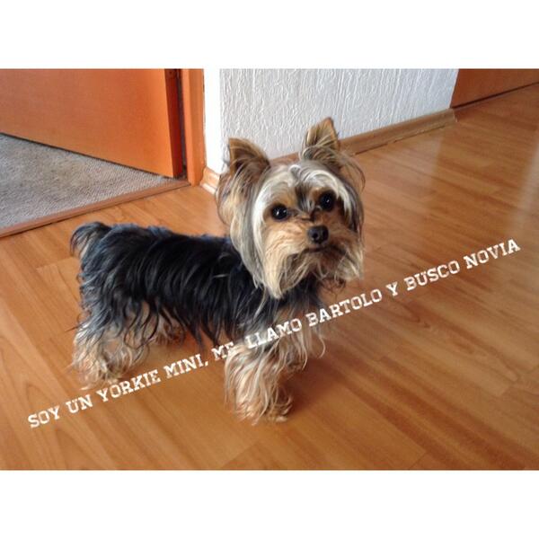 ferps's tweet image. Bartolo busca novia