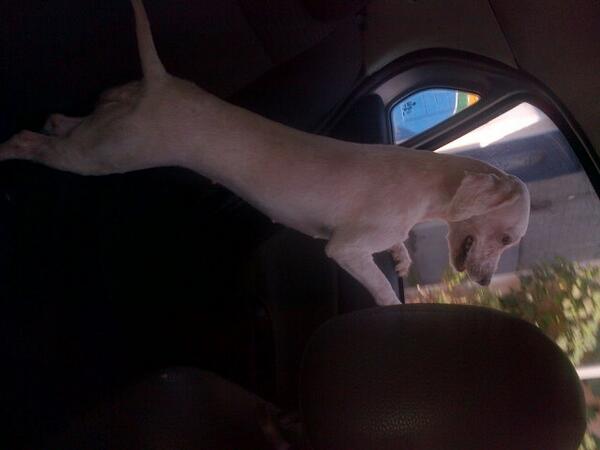 sv838's tweet photo. @MUNDOANlMAL. Mi perrita Camila loos saluda (: http://t.co/wMj9DhzbUT