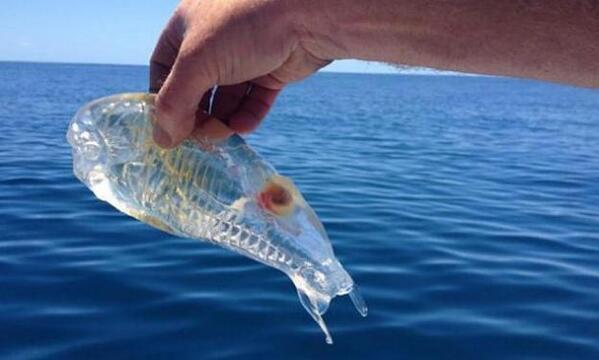 RipleyMX's tweet photo. Encuentran pez TRANSPARENTE en aguas de la península Karikari, en Nueva Zelanda. ¿INCREÍBLE? ¡CRÉALO! http://t.co/oDCL9sy5Zu