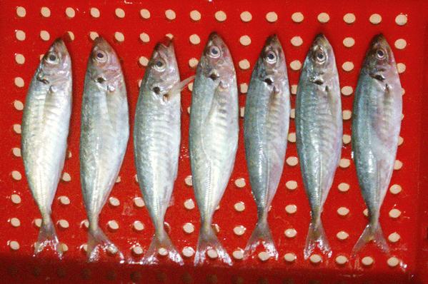 seafishexporter's tweet photo. we can offer you Round scad pls contact seafishexporter@gmail.com http://t.co/tQrXV16eoM