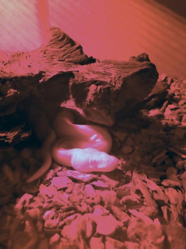 carrotcakexxx's tweet image. Boomer #babypython #snake