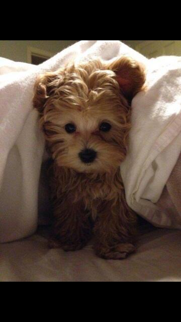 nyishacue's tweet photo. Precious  http://t.co/MsUfX9Jpsg