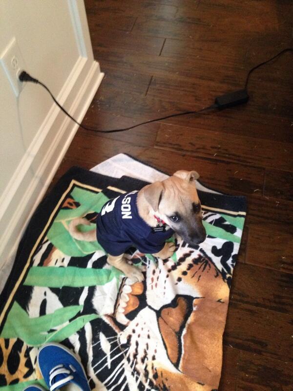 Russell Wilson is an amazing puppy!!!! #PuppyBowl #russelwilsonthepuppy