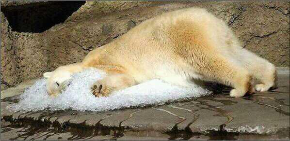 Martucava_Fc's tweet photo. @carlitarebecchi RT para q trasladen a Arturo el oso polar del zoológico de Mendoza hacia Canadá!Por favor difundir! http://t.co/k0XPsC1OGG
