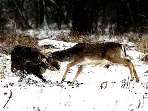 #Caza Pocas veces visto, pelea entre Gamo&amp;Jabali. @GrandcheV8 <a href="/MtzCubells/">cazayaguardos</a> <a href="/Bernarcaza/">Bernardo</a> <a href="/FotosCazaMayor/">Fotos de Caza Mayor</a> <a href="/rincondecaza/">Rincón de caza</a>