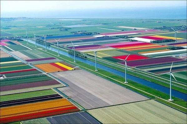 ThatIsEarth's tweet image. Tulip Fields in Holland
