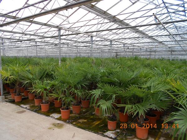 Nog maar 7 weken en dan gaan we weer open ! 
De allermooiste Trachycarpus fortunei haal je bij <a href="/Brabantpalm/">Brabantpalm</a>