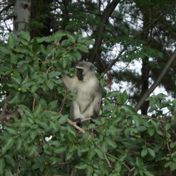 Ellen_Stokke's tweet image. Vervet Monkey at #SparklingWaters. #SouthAfrica2014