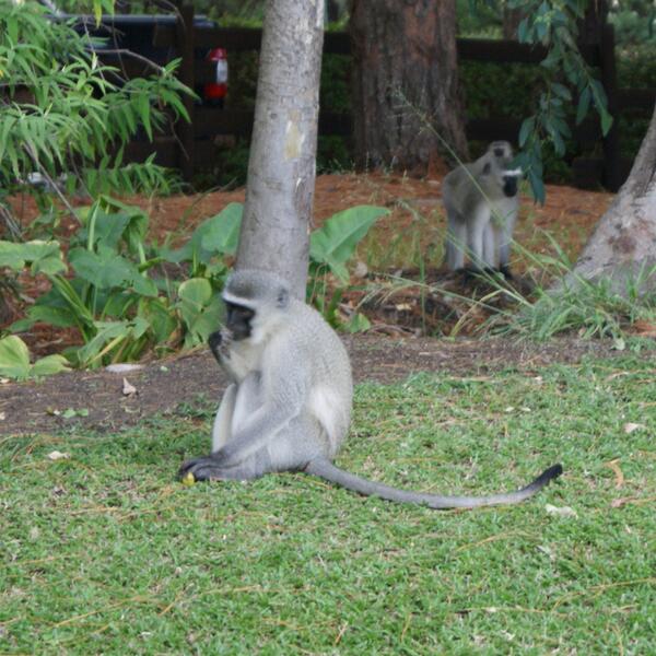 Ellen_Stokke's tweet image. Vervet Monkeys at #SparklingWaters. (Mom &amp;amp; baby in the background, right side). #SouthAfrica2014