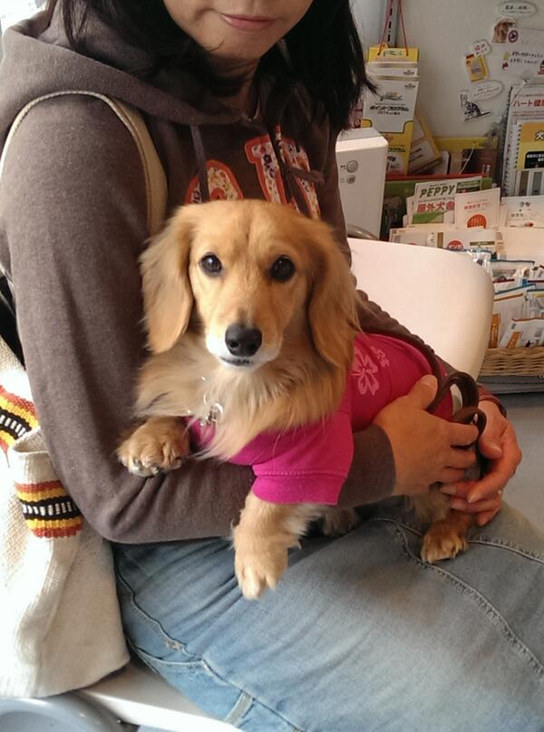 creamachs's tweet photo. まっくすも検診なう http://t.co/C0JPchCzSW