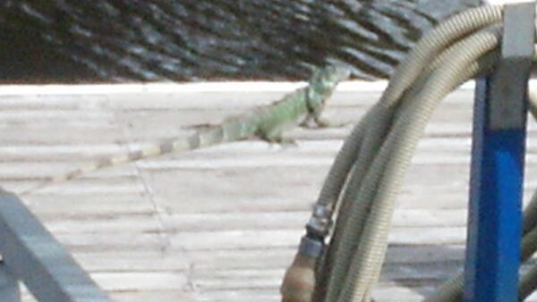 justMEfishing's tweet photo. First iguana I've ever seen in the wild. http://t.co/8STjIkrspr