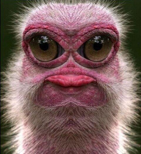 Im_Pumbaa's tweet photo. @GoingHakuna @XRoyal_RoseX So, I took a selfie and this is the result ... http://t.co/D6nQKMsTxt