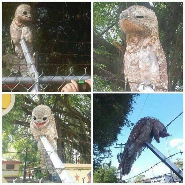 MHSpectra_von's tweet photo. Breaking News! Unknown species found in Venuzuela! I think it's spooktacular! http://t.co/KFrHntyDtG