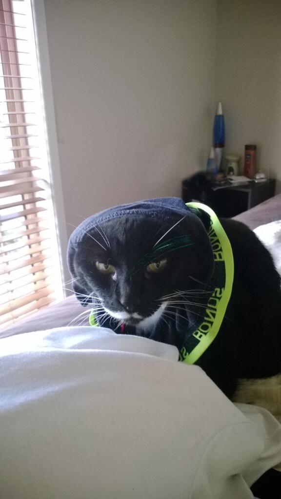 timmo963's tweet photo. The cat got into the underwear draw again http://t.co/j1yomZLcaZ