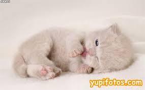 gatitokitty's tweet photo. http://t.co/kLy44zPVGj
