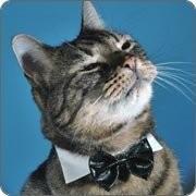 TerumCutie's tweet photo. #dailycatdose He's so proud of himself #confidentcat #bowtiesareawesome http://t.co/ygGZqLyljK
