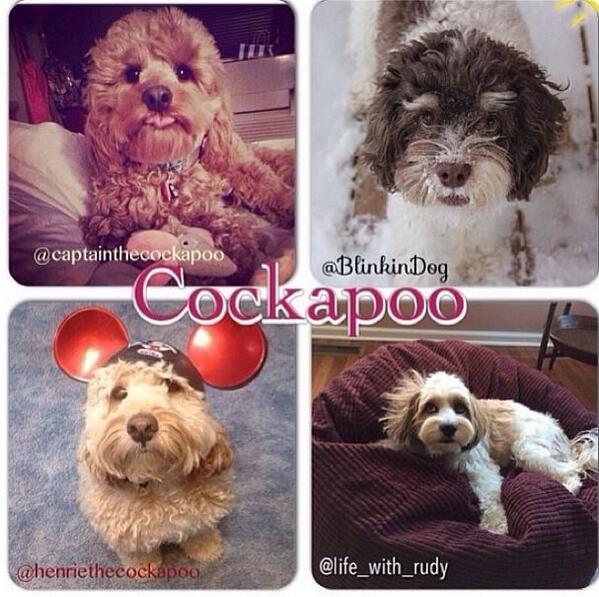 CockapooPlace's tweet photo. Please vote to help #TeamCockapoo win the Battle of the Breeds on Instagram! 1 Like = 1 Vote:  http://t.co/iszlrpLhFl http://t.co/BXdfbokdEa