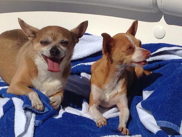 cesar millan chihuahuas