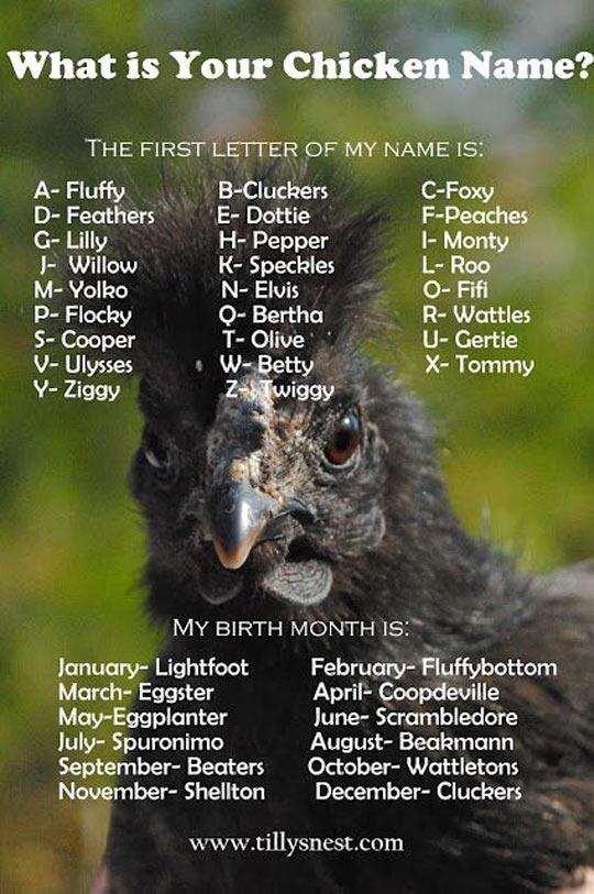 Giles Paley Phillips On Twitter What Is Your Chicken Name I M Lilly Wattletons Http T Co Hxvvga81gj
