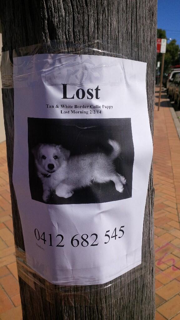 Costaki__'s tweet photo. Let's put social media to good use...help find this lost dog in the @RandwickCouncil area. @RandwickMayor #LostDog http://t.co/Zn57828tec