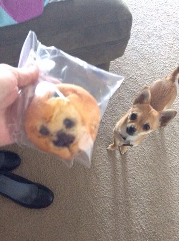 burberrybarf's tweet photo. this blueberry muffin looks exactly like this dog I’m gonna cry http://t.co/jOmssJOnoH