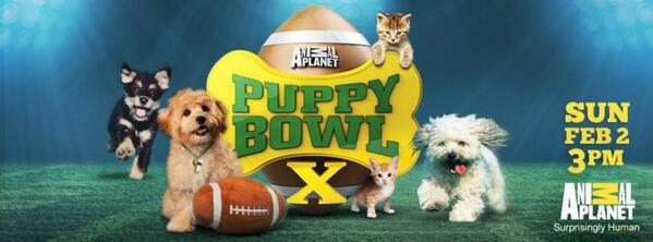 GroovyGravyPets's tweet photo. Are you ready for some... of the cutest puppies ever? Enter our Puppy Bowl contest today.  https://t.co/iSgKDfaKlD http://t.co/gQY1a4lH5p