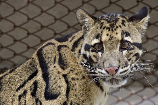 MenteAlucinante's tweet photo. Leopardo nublado ha sido llevado a la extinción por la destrucción del hábitat y la caza ilegal de su piel y huesos. http://t.co/C6abaJqHX2