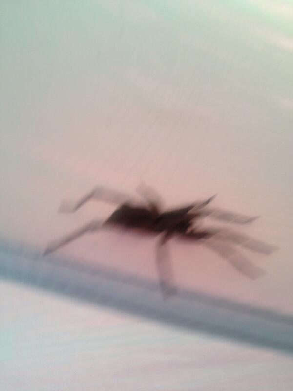 BackToBlighty13's tweet image. We did find this in our tent though @PStewart_