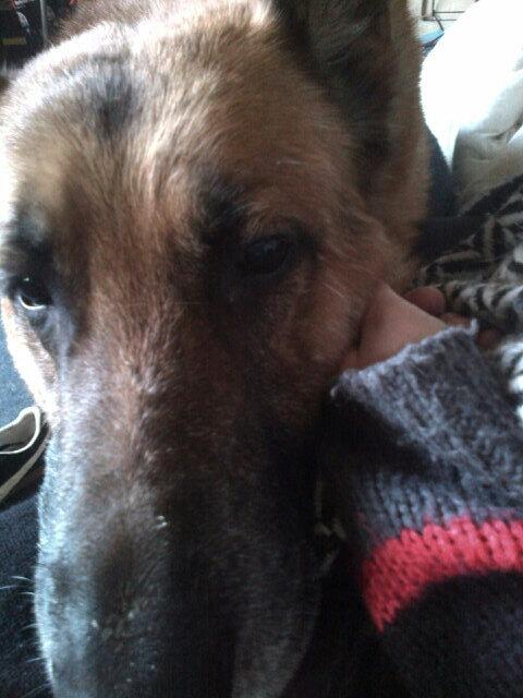 leshat's tweet photo. Big cuddles with maxymoos! #bigdog #dirtydog http://t.co/F6Zk5BVdsD