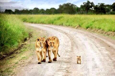 ozcanyuksek's tweet image. Ailenin pazar günü kır yürüyüşü.