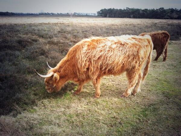 vliet55's tweet photo. lekker wandelweer op de Bussumse heide http://t.co/QH7i2jLBBj