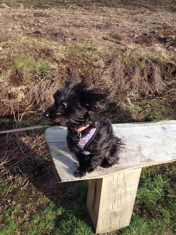 MissyMooLPB's tweet photo. Tis a bit windy here for my ears ;) http://t.co/ABaembZNWg