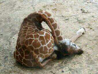 _Paisajes_'s tweet photo. Así es como duermen las jirafas. http://t.co/DgeYC3qIMp